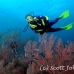 seafan_res_h_0705_png0015.jpg